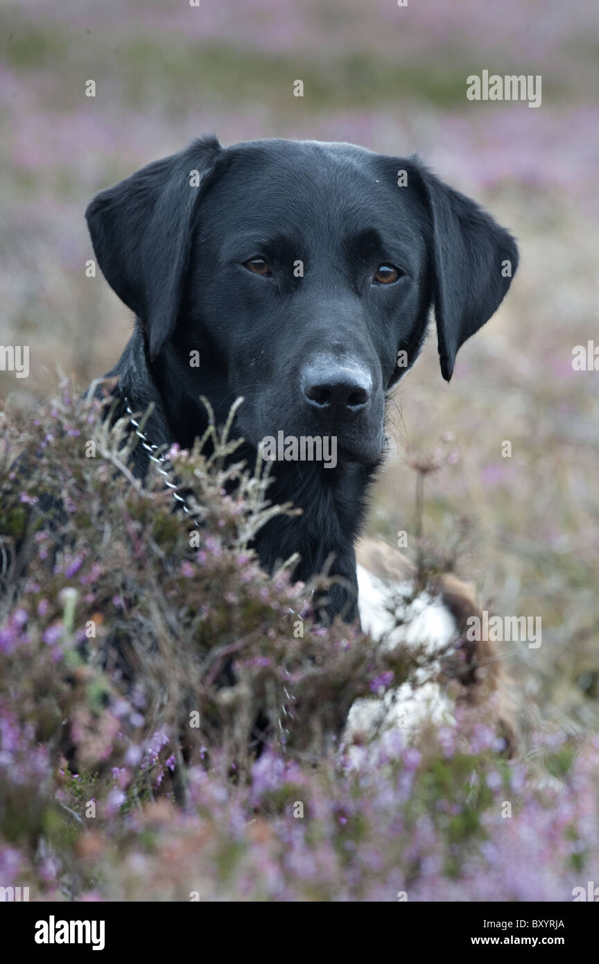 Nero Labrador Retriever in heather su di una giornata di riprese Foto Stock