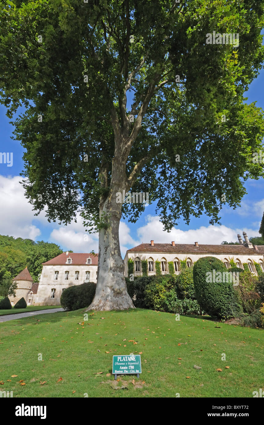 Enorme vecchio albero piano PLATANUS HISPANICA piantato 1780 altezza 35 metri di circonferenza 6 metri Abbaye de Fontenay Borgogna Francia Foto Stock