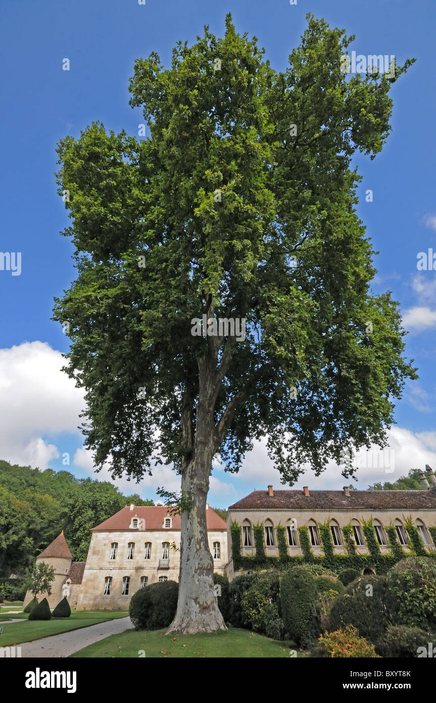 Un immenso albero piano PLATANUS HISPANICA piantato 1780 altezza 35 metri di circonferenza 6 metri Abbaye de Fontenay Borgogna Francia Foto Stock