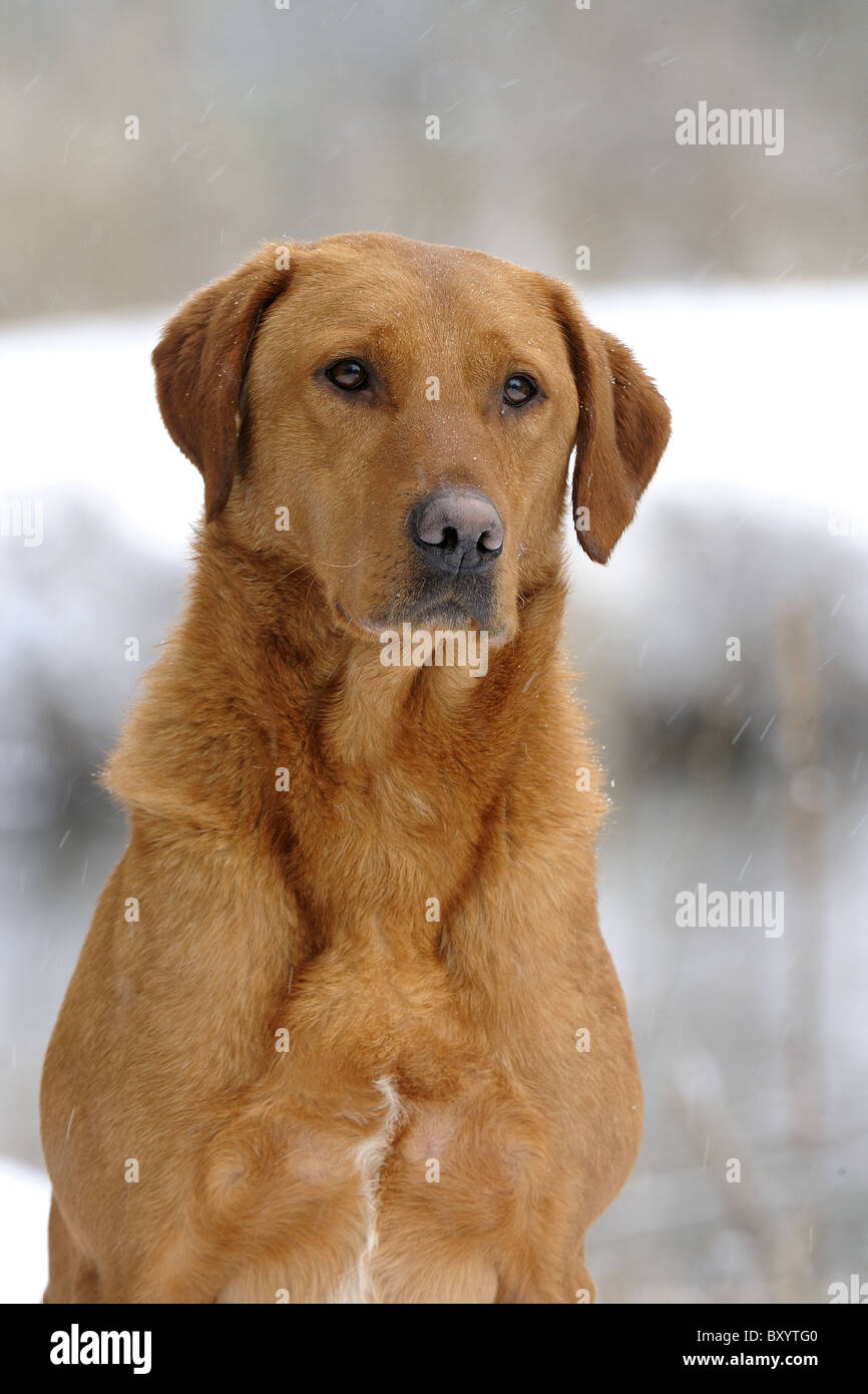 Fox Red Labrador Retriever Foto Stock Alamy