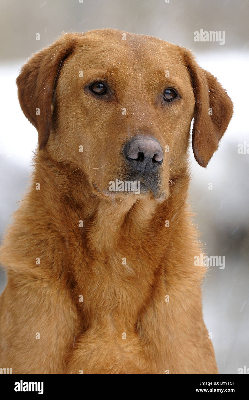 Fox Red Labrador Retriever Foto Stock Alamy