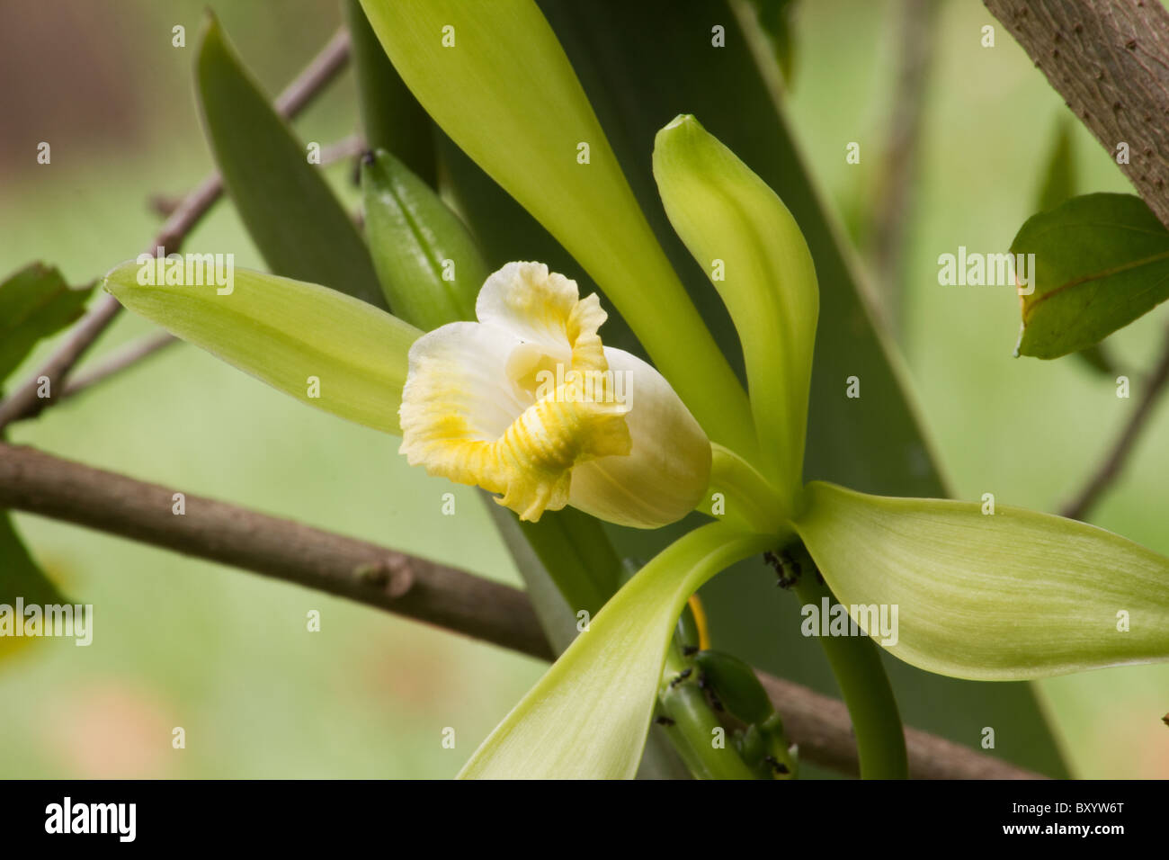 Close-up di Vanilla planifolia Pianta e fiore Foto Stock