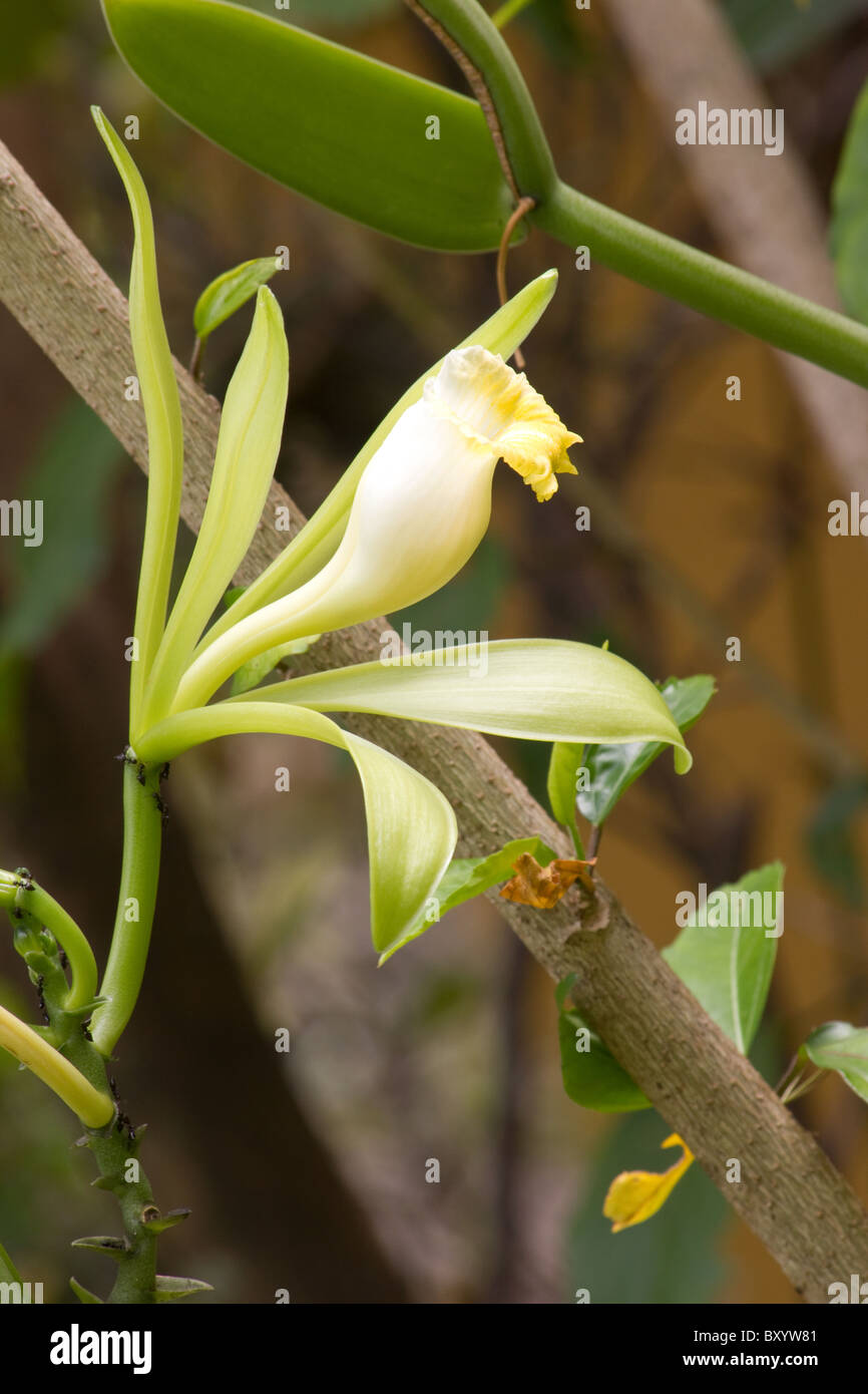 Close-up di Vanilla planifolia Pianta e fiore Foto Stock