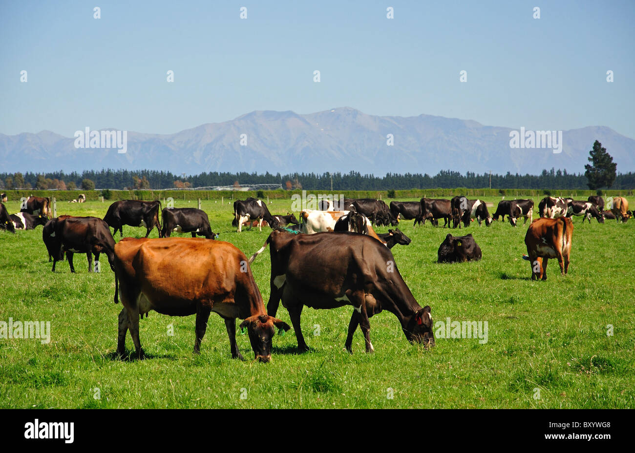 Le mucche in campo con il Sud delle Alpi dietro, vicino Rakaia, Canterbury, Isola del Sud, Nuova Zelanda Foto Stock