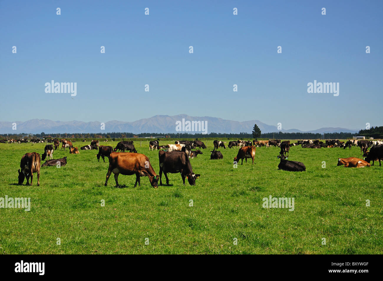 Le mucche in campo con il Sud delle Alpi dietro, vicino Rakaia, Canterbury, Isola del Sud, Nuova Zelanda Foto Stock