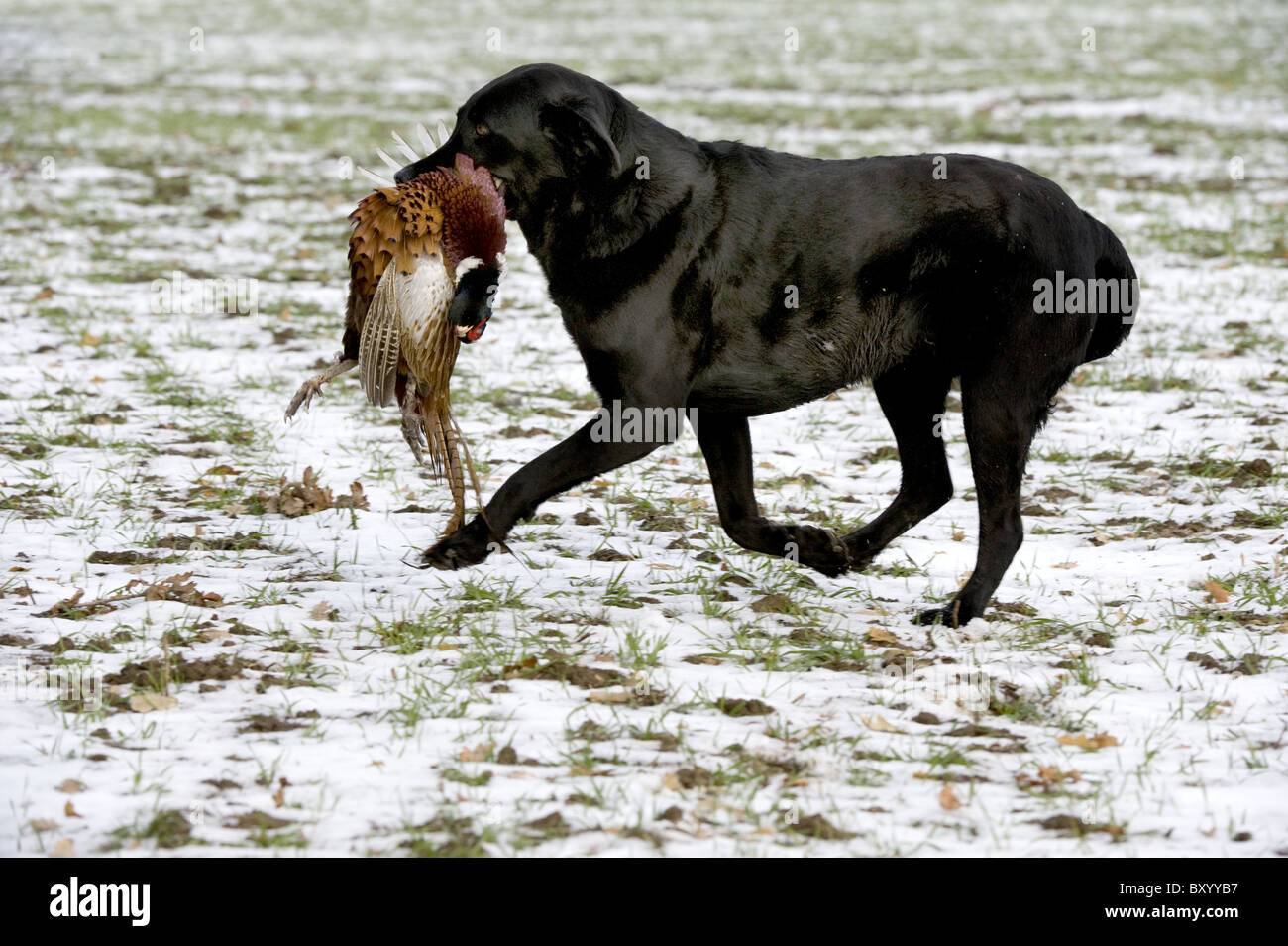 Il Labrador Retriever il recupero in neve su un giorno di riprese Foto Stock