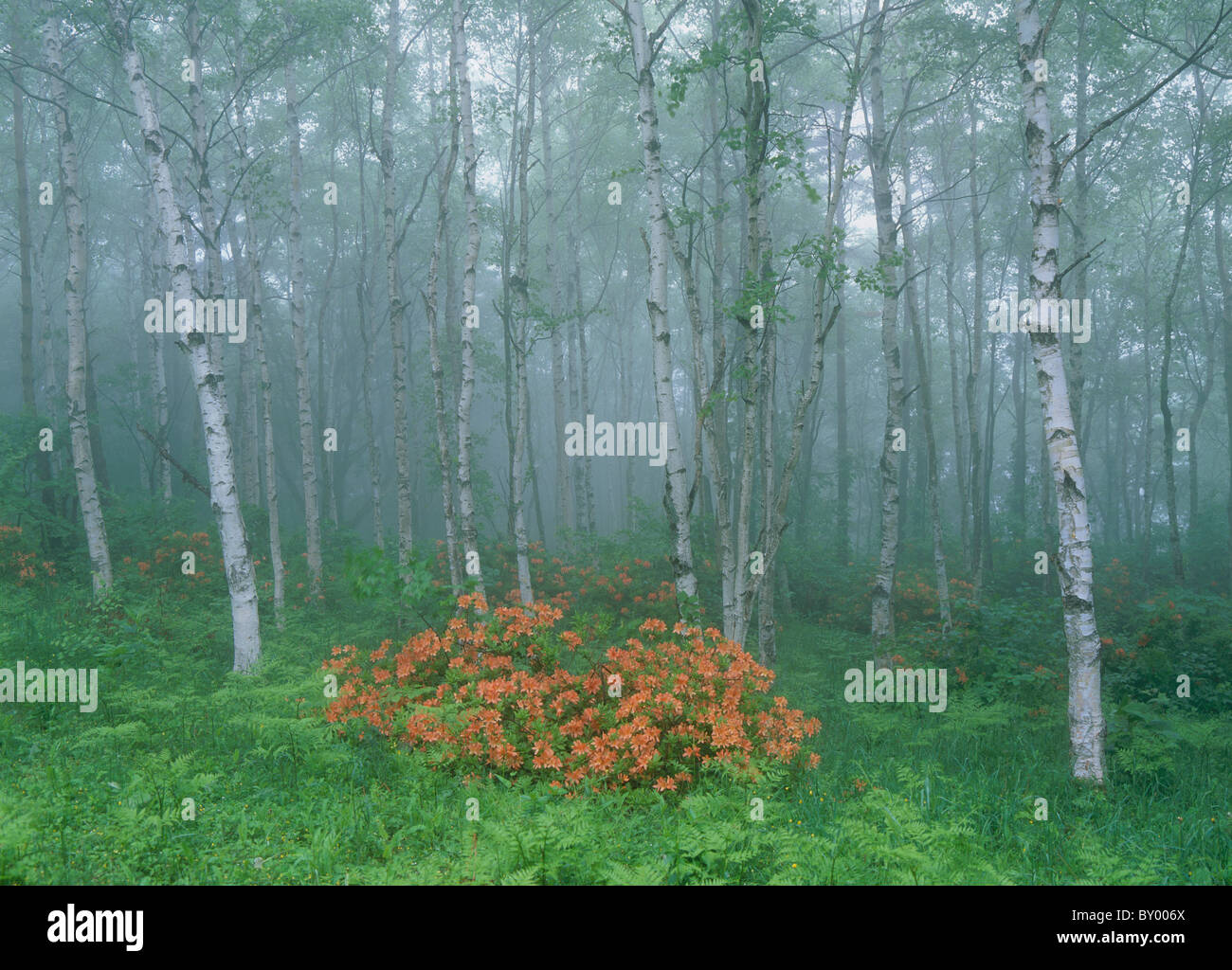 Argento foresta di betulla, Kuji, Iwate, Giappone Foto Stock