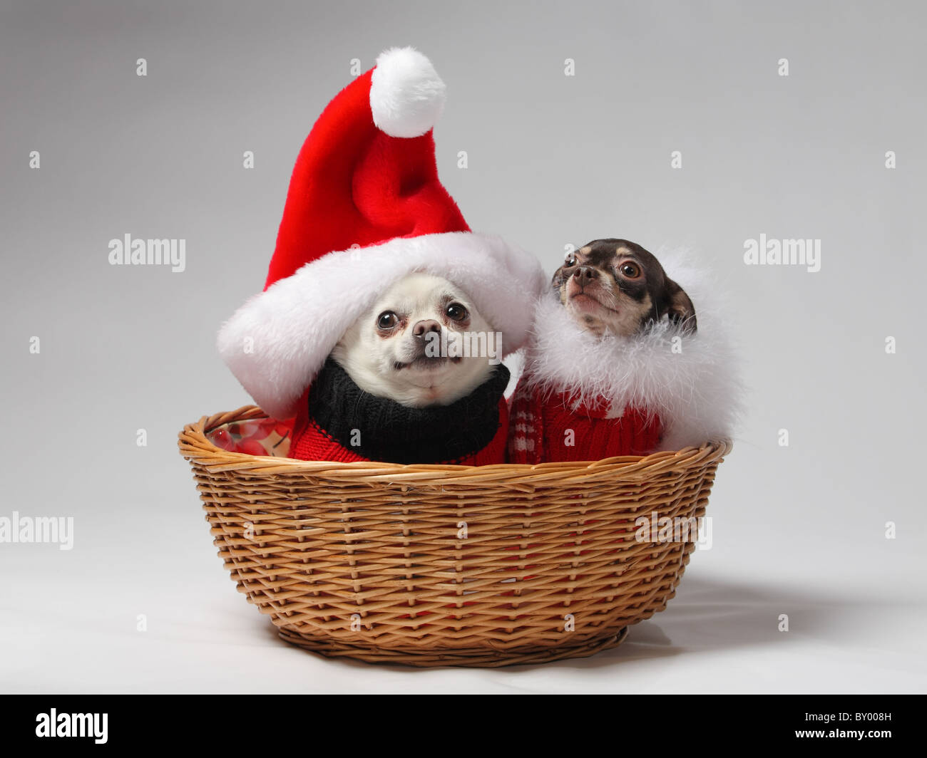 Due animali cani chihuahua in cesto vestito in abiti di Natale Foto Stock