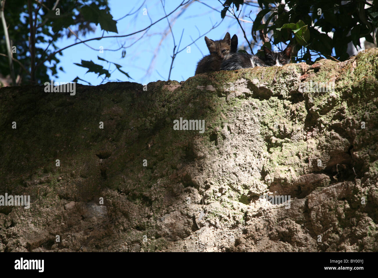 La popolazione locale a piedi intorno al luminoso strade di chefchaouen il luminoso marocco villaggio nelle montagne di riff Foto Stock