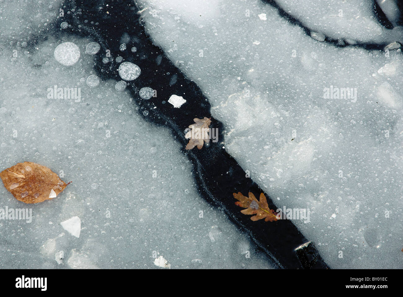 Foglie congelate in ghiaccio fino stagno in inverno Foto Stock
