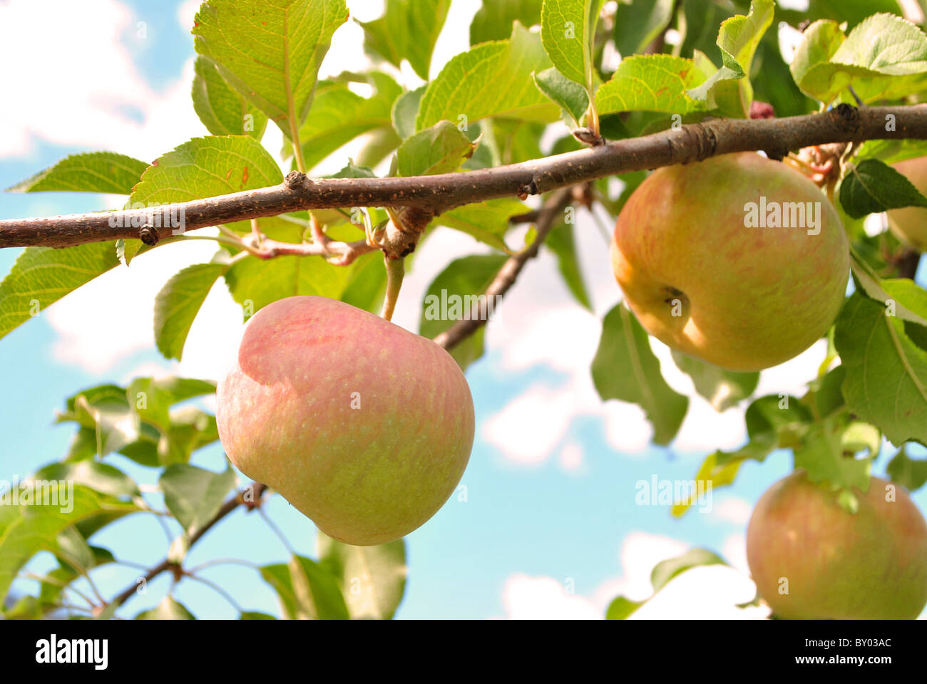 Mele mature sulla struttura ad albero con cielo blu sullo sfondo Foto Stock