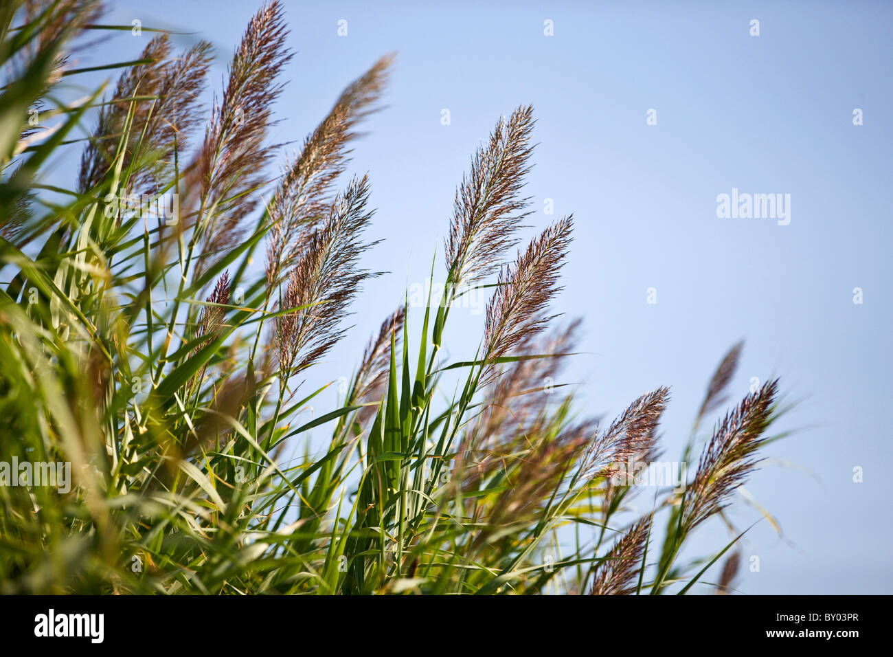 Impianto di bambù in fiore Foto Stock