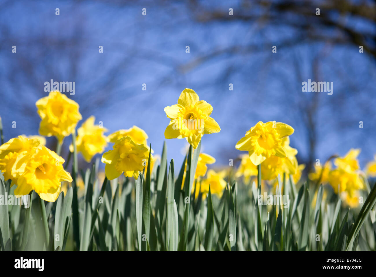 Yellow Daffodils contro il cielo blu Foto Stock