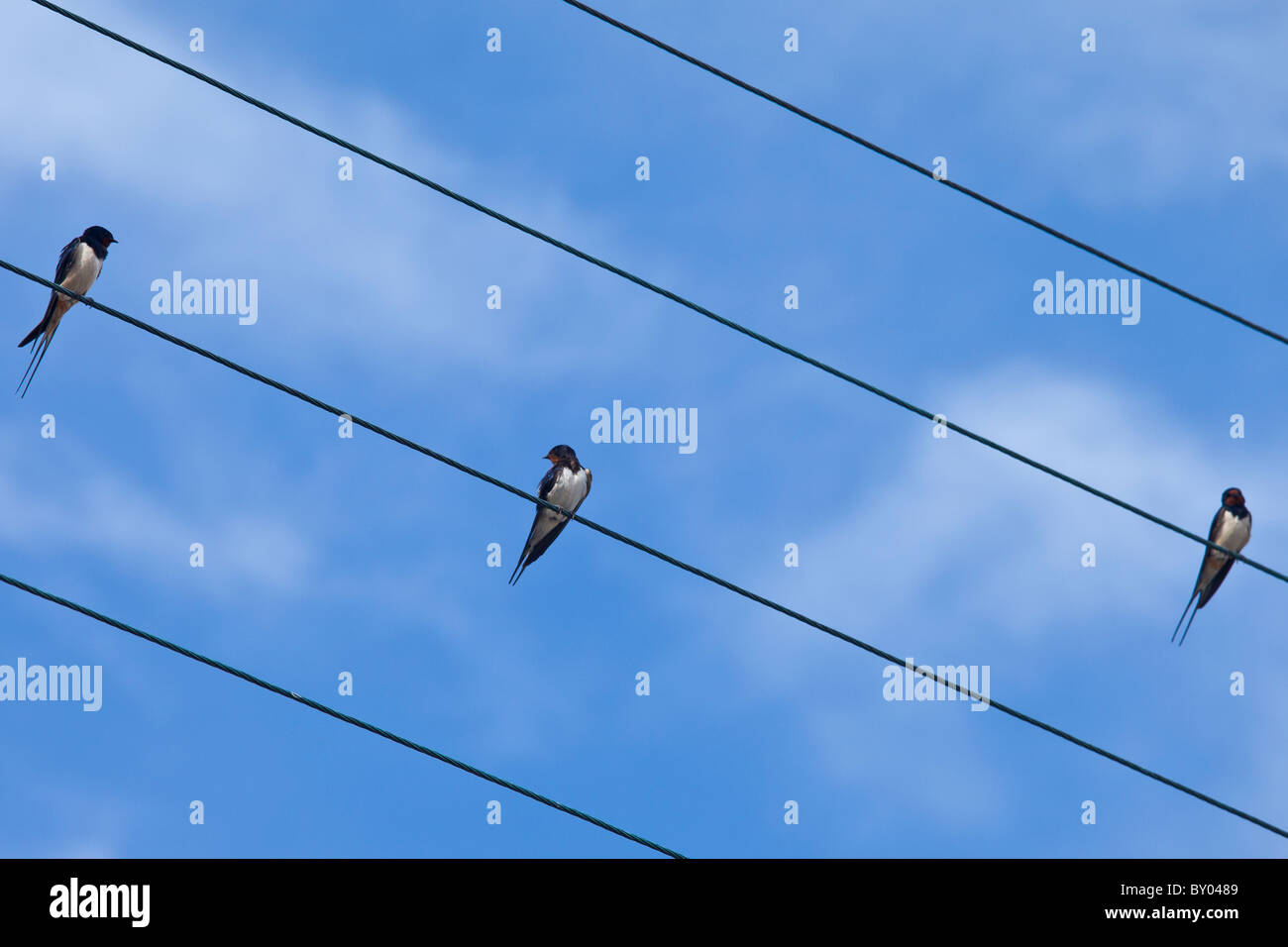 Tre rondini appollaiate, uccello sul filo, nella contea di Clare, Irlanda occidentale Foto Stock