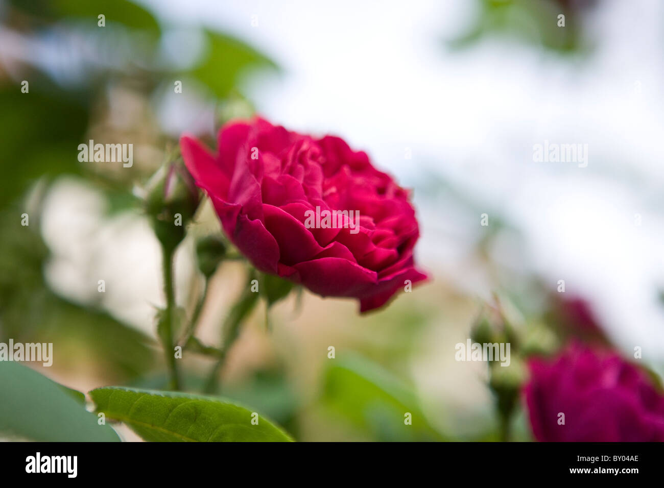 Un buio rosa rosa in piena fioritura Foto Stock