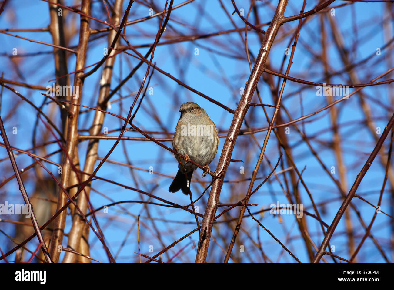 Dunnock (Prunella modularis) o Hedge Sparrow in un giardino in inverno, Wales, Regno Unito Foto Stock
