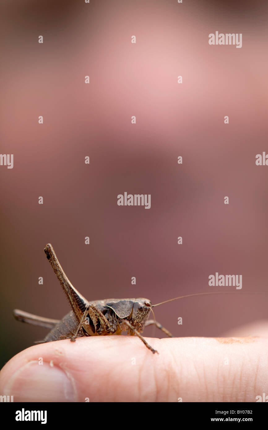 Dark Bush Cricket; Pholidoptera griseoaptera; su un dito Foto Stock