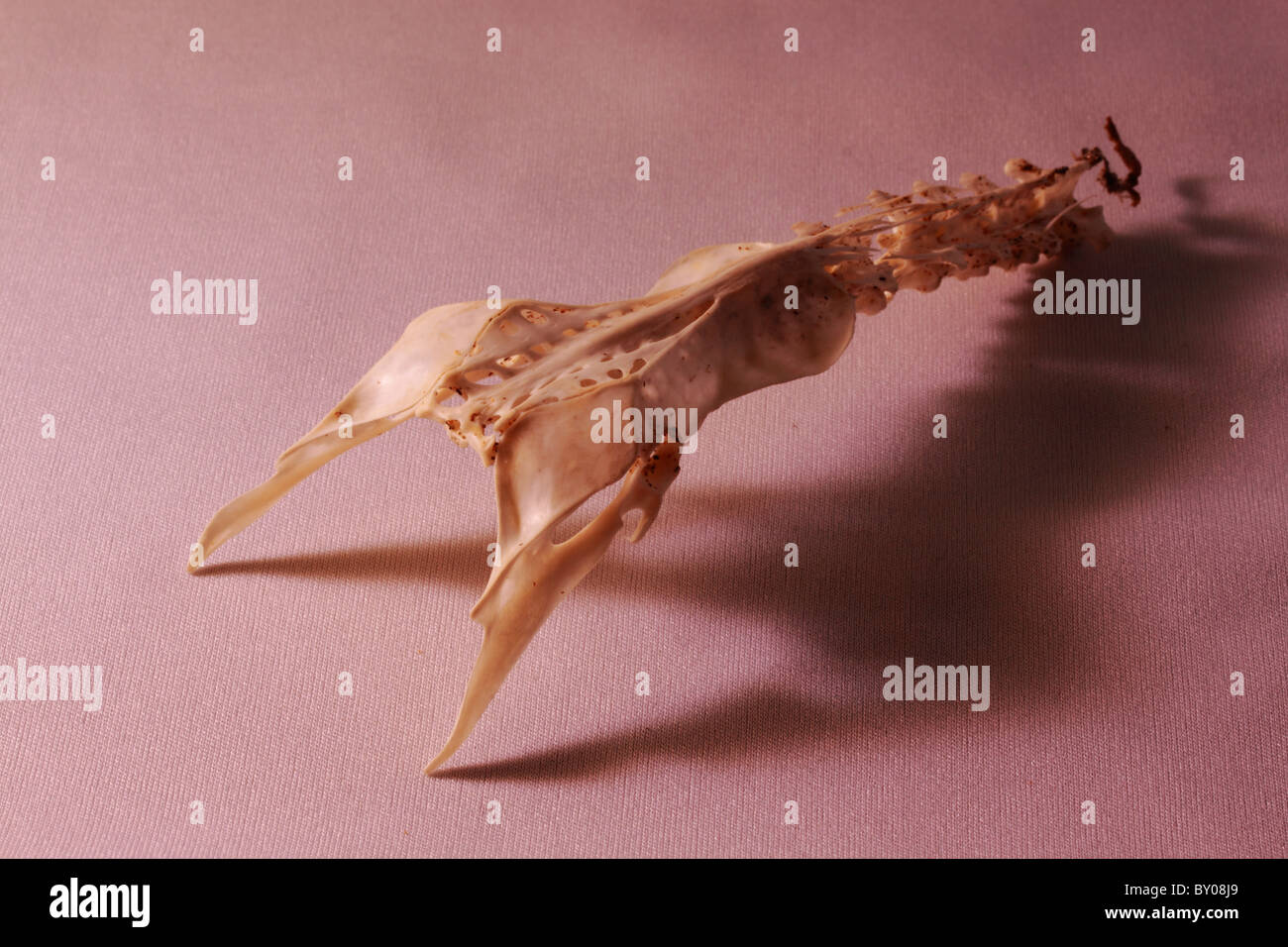 Lo scheletro parziale della creatura del mare, di pesce o di mammifero che si trova sulla spiaggia di Hemmick, Boswinger, St Austell, Cornwall. Foto Stock