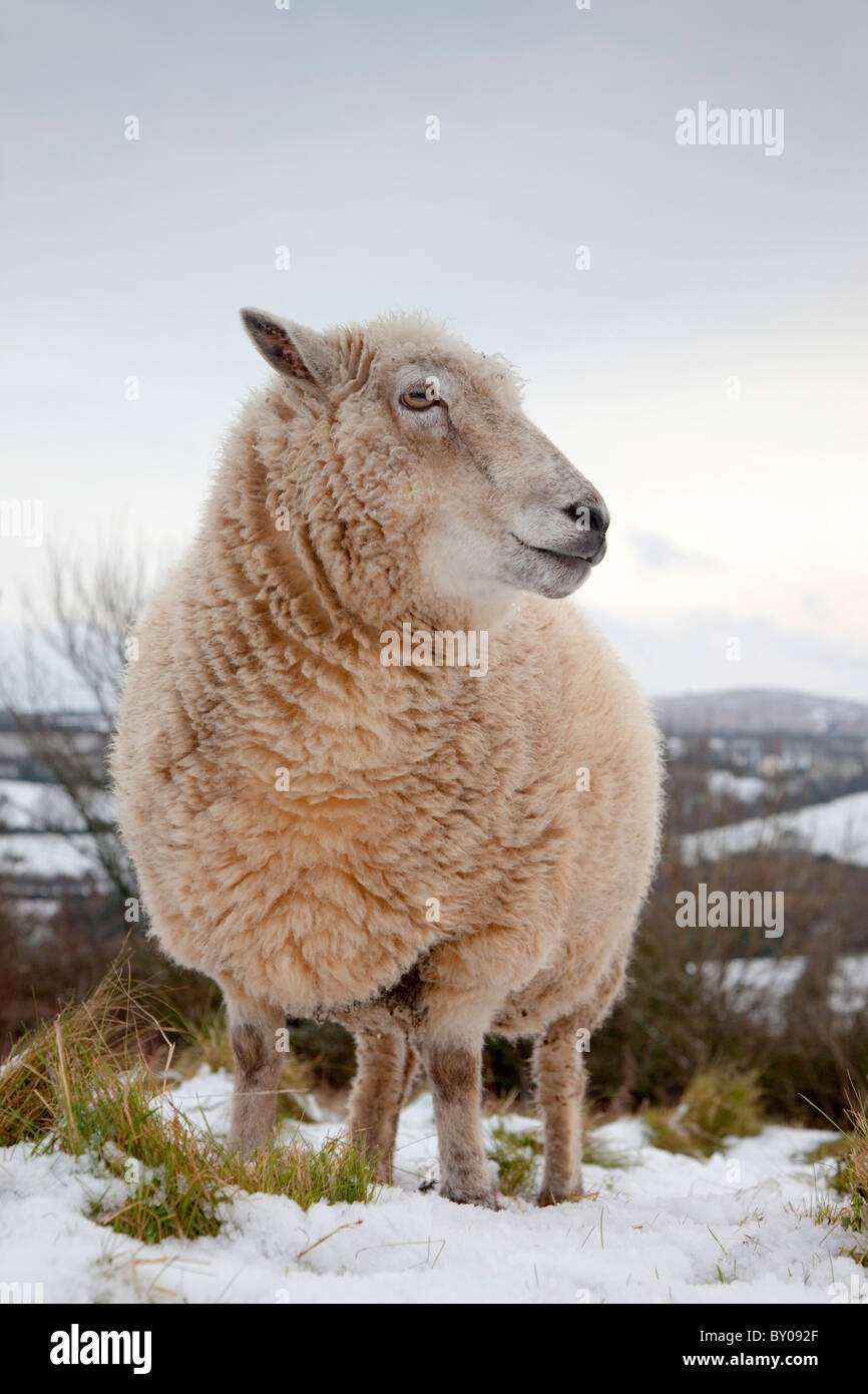 Pecore nella neve; Cornovaglia; Godolphin Hill a distanza Foto Stock