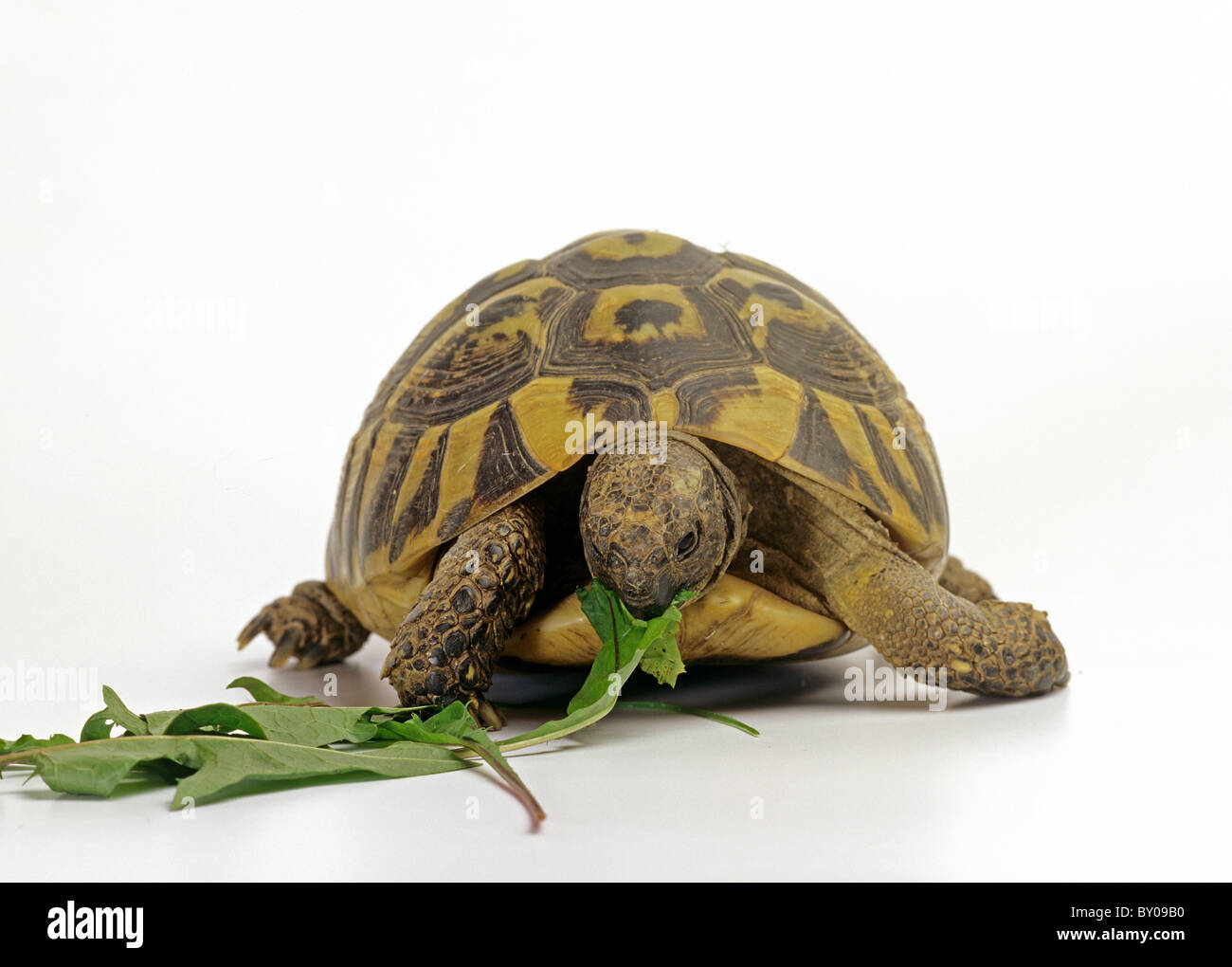 Russo (tartaruga Testudo horsfieldii) mangiare le foglie di dente di leone Foto Stock