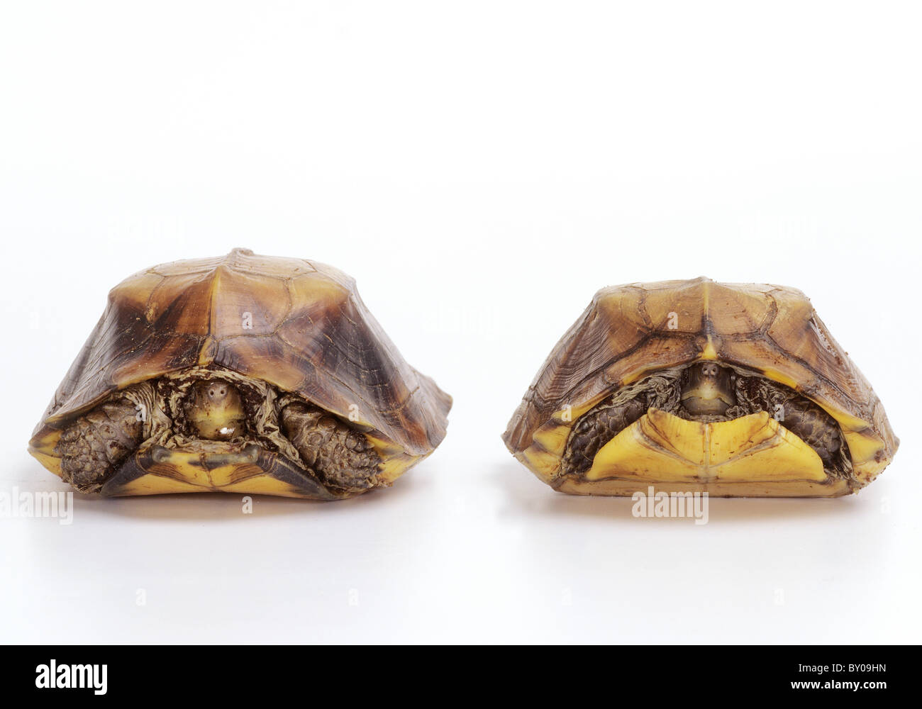 Due Box Keeled tartarughe - tagliare / Pyxidea mouhotii Foto Stock