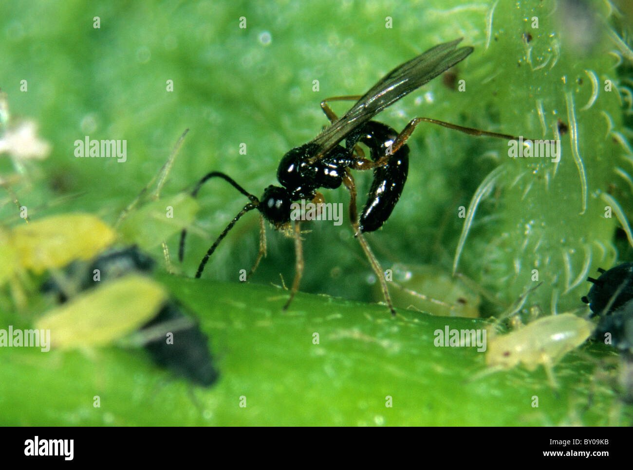 Parassitoide wasp (Aphidius ervi) deposizione delle uova, ovipositing, afide ospita Foto Stock