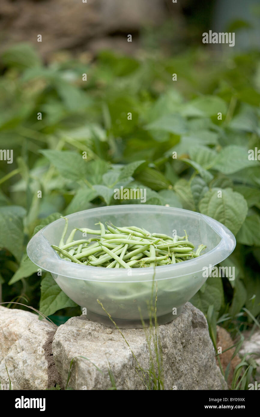 Organici di fagiolini freschi raccolti da giardino riparto, Italia Foto Stock