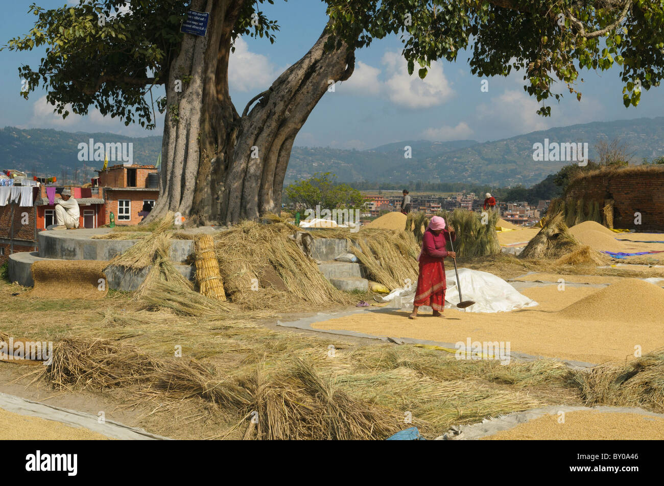 La trebbiatura del riso durante il raccolto autunnale nella vecchia città di Bhaktapur vicino a Kathmandu, Nepal Foto Stock