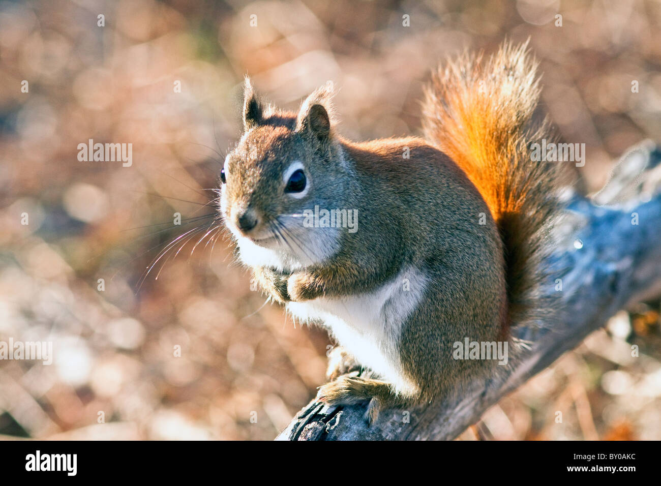 Red Aquirrel seduto su un ramo che vi guardano. Foto Stock