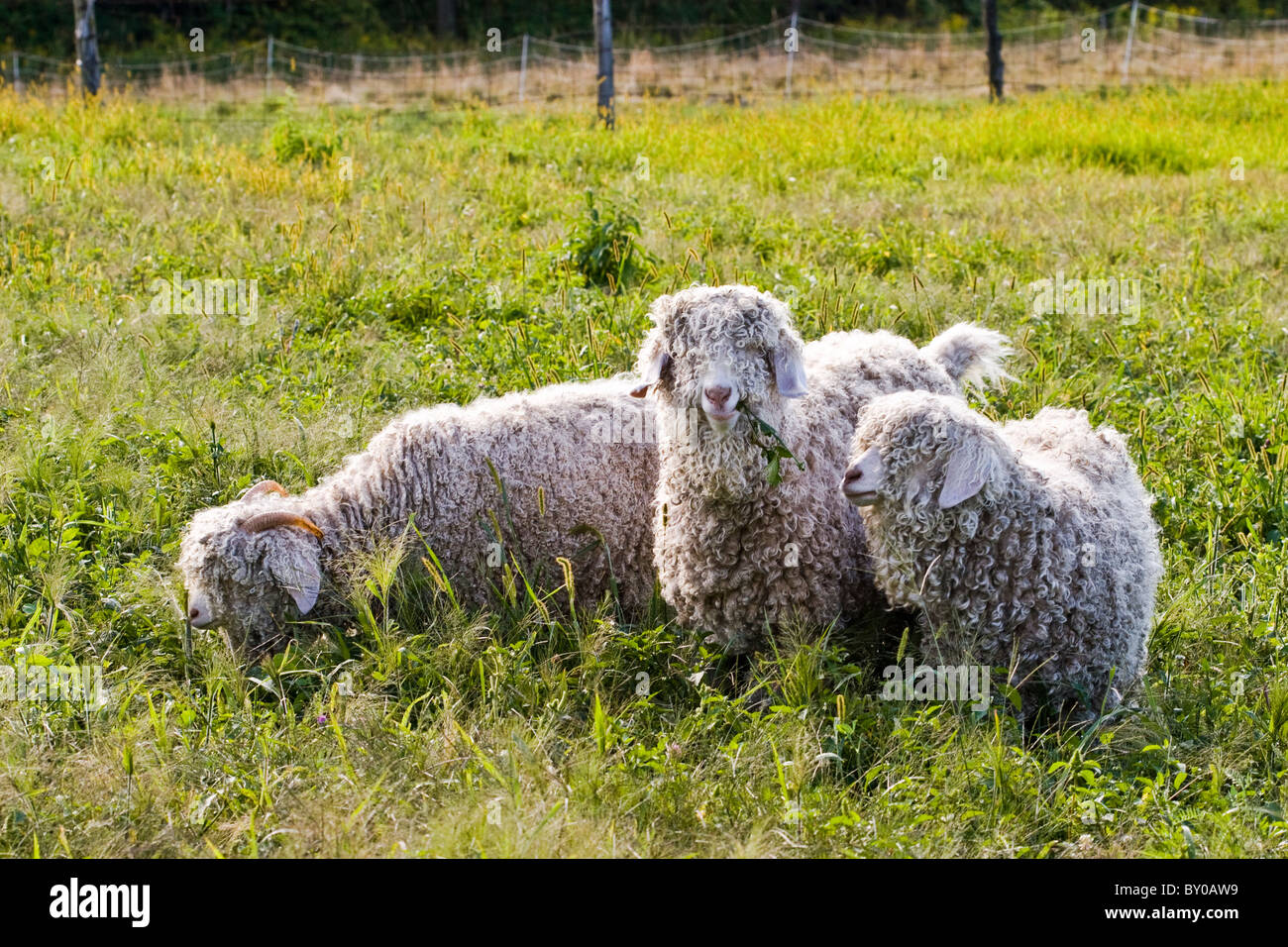 Tre capre angora pascolare nel campo. Foto Stock