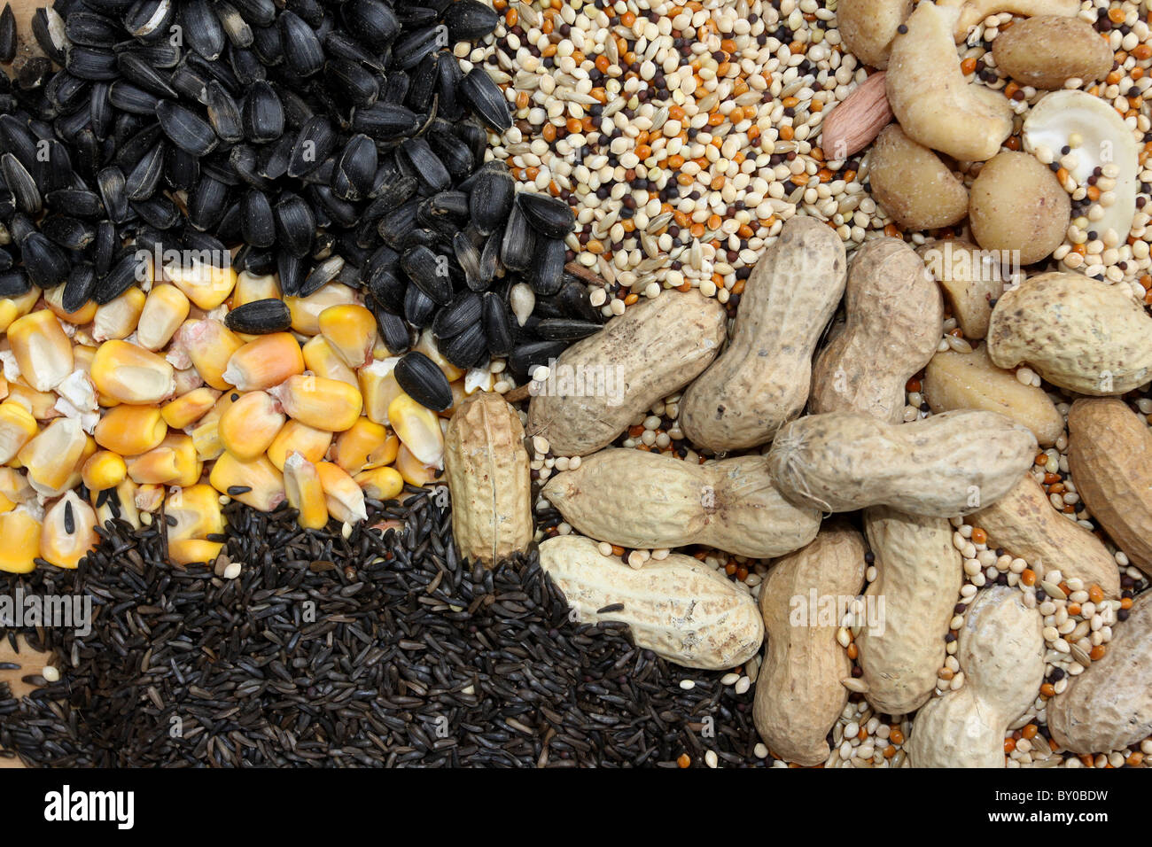 Per le sementi di alimentazione di uccelli thistle miglio di mais di girasole arachidi birdseed alimentatore alimentazione backyard Foto Stock