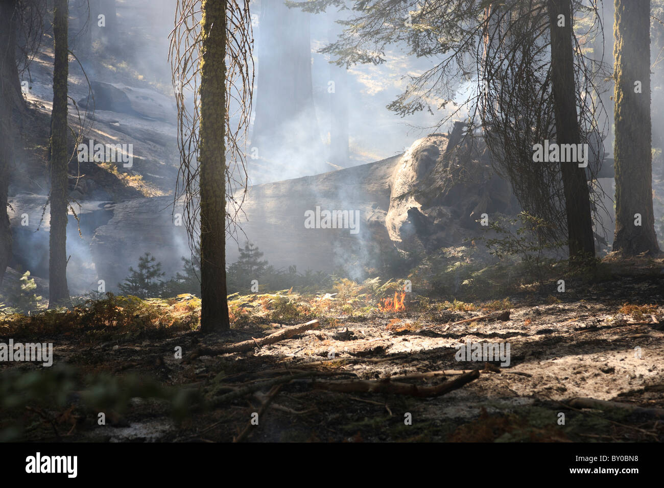 Incendio di Foresta, Parco Nazionale di Sequoia in California, Stati Uniti d'America Foto Stock