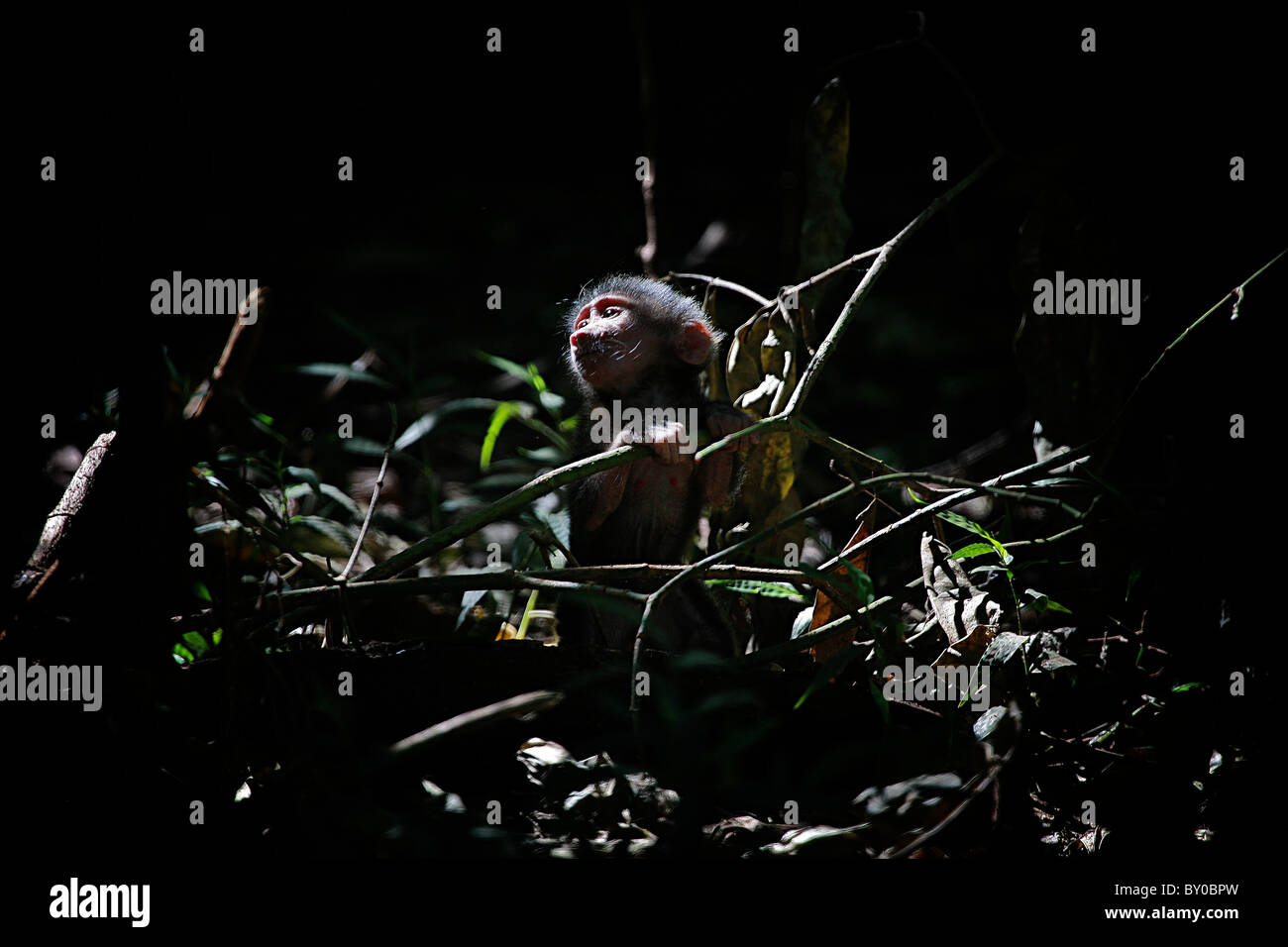 Babbuino giallo. BABY da soli. (Papio cynocephalus) . LAKE MANYARA . TANZANIA Foto Stock