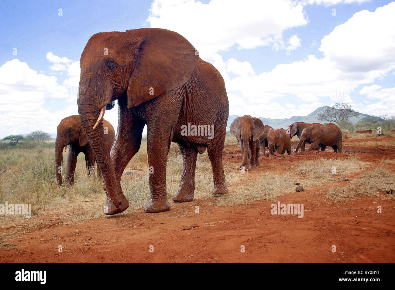Il primo branco di elefanti orfani che sono stati allevati VIA NAIROBI ORFANOTROFIO DI SHELDRICK FOUNDATION Foto Stock