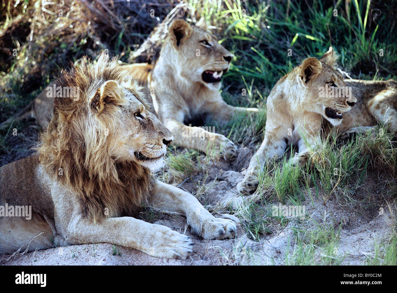 Maschio e femmina (LION PANTHERA LEO) Africa la più grande predatore . MALA MALA GAME RESERVE.parco nazionale Kruger.SUD AFRICA. Foto Stock