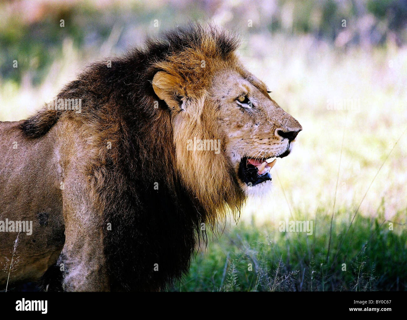 Leone maschio (PANTHERA LEO) Africa la più grande predatore . MALA MALA GAME RESERVE.parco nazionale Kruger.SUD AFRICA. Foto Stock