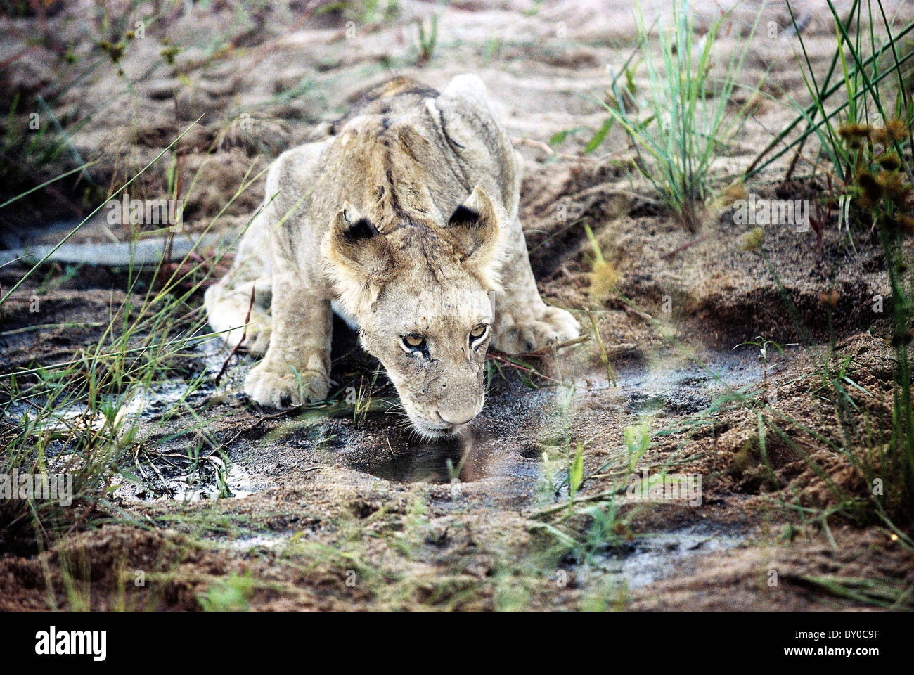 Giovani LION (PANTHERA LEO) Africa la più grande predatore bevande dal pool . MALA MALA GAME RESERVE.parco nazionale Kruger.SUD AFRICA. Foto Stock