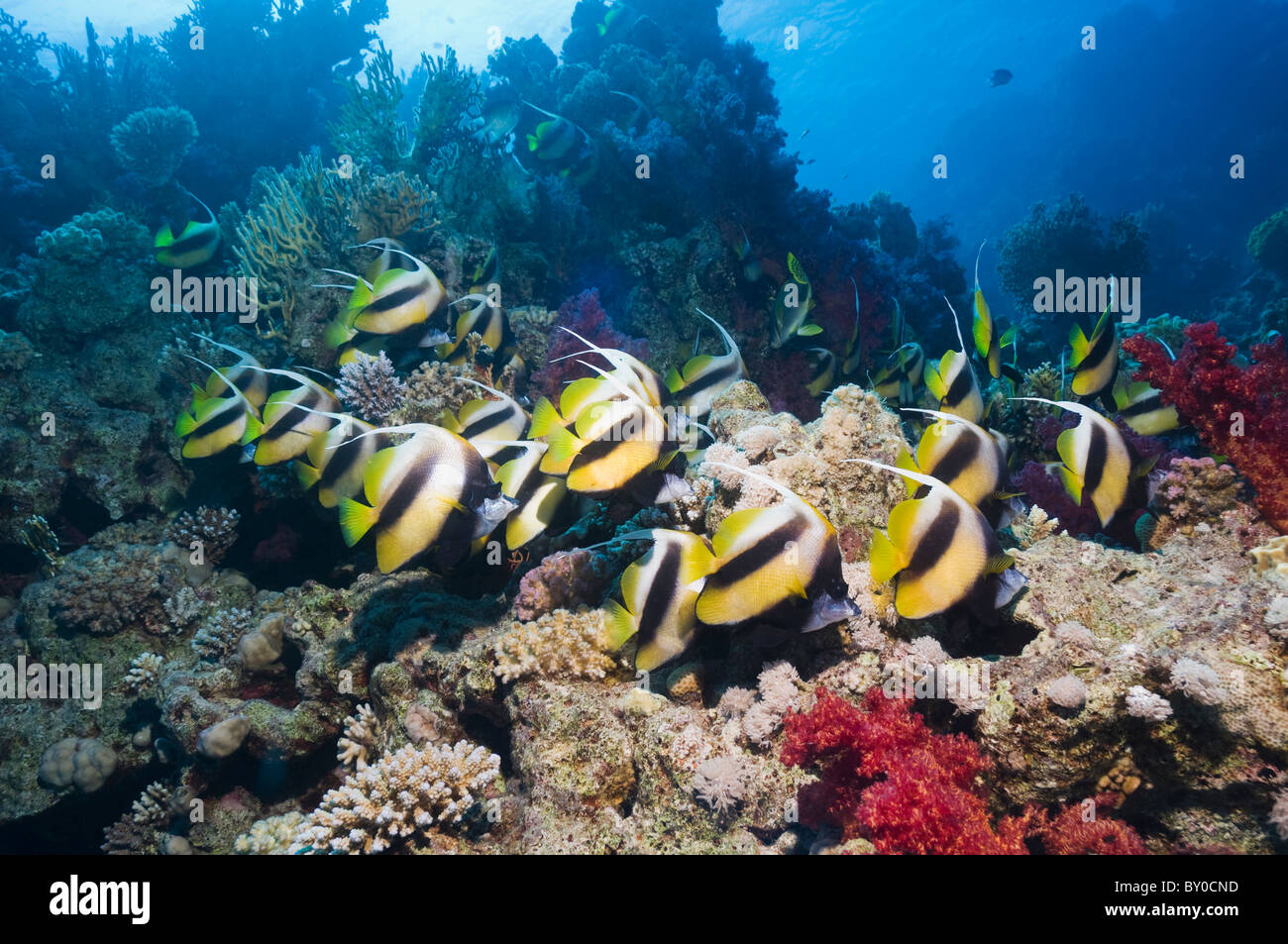 Mar Rosso (bannerfish Chaetodon intermedius). Egitto, Mar Rosso. Foto Stock