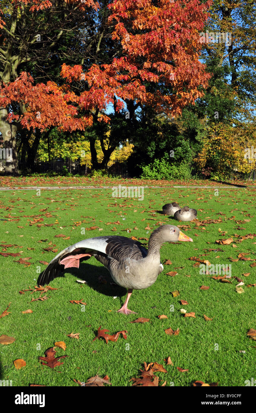 Grey Goose Anser anser. Foto Stock