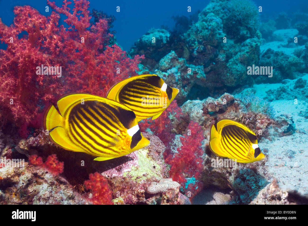 Mar Rosso raccoon butterflyfish (Chaetodon fasciatus) sulla barriera corallina con coralli molli. Egitto, Mar Rosso. Foto Stock