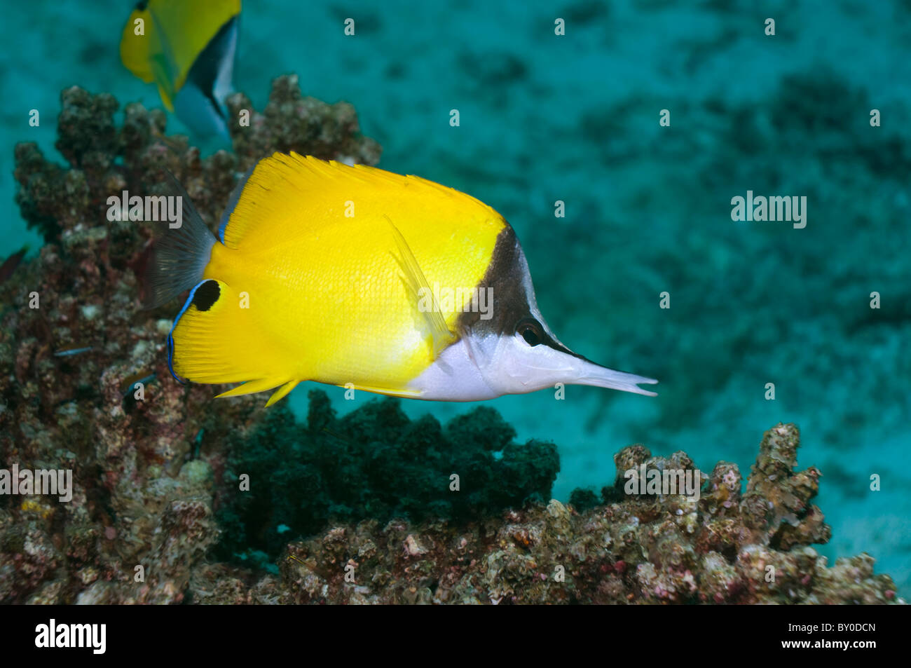 A becco lungo (butterflyfish Forcipiger flavissimus). Foto Stock