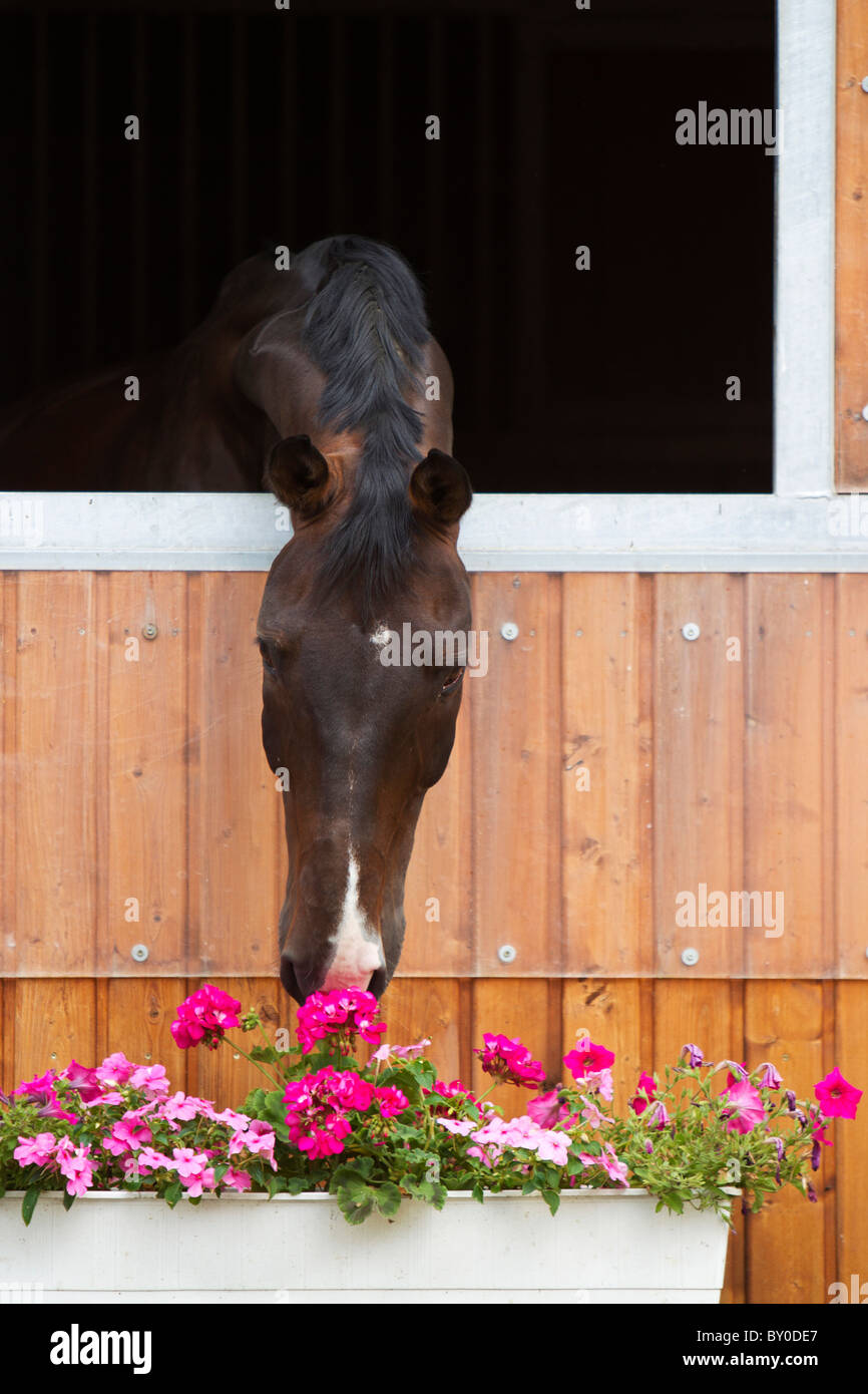 Cavallo guardando fuori di stabile - lo sniffing a fiori Foto Stock