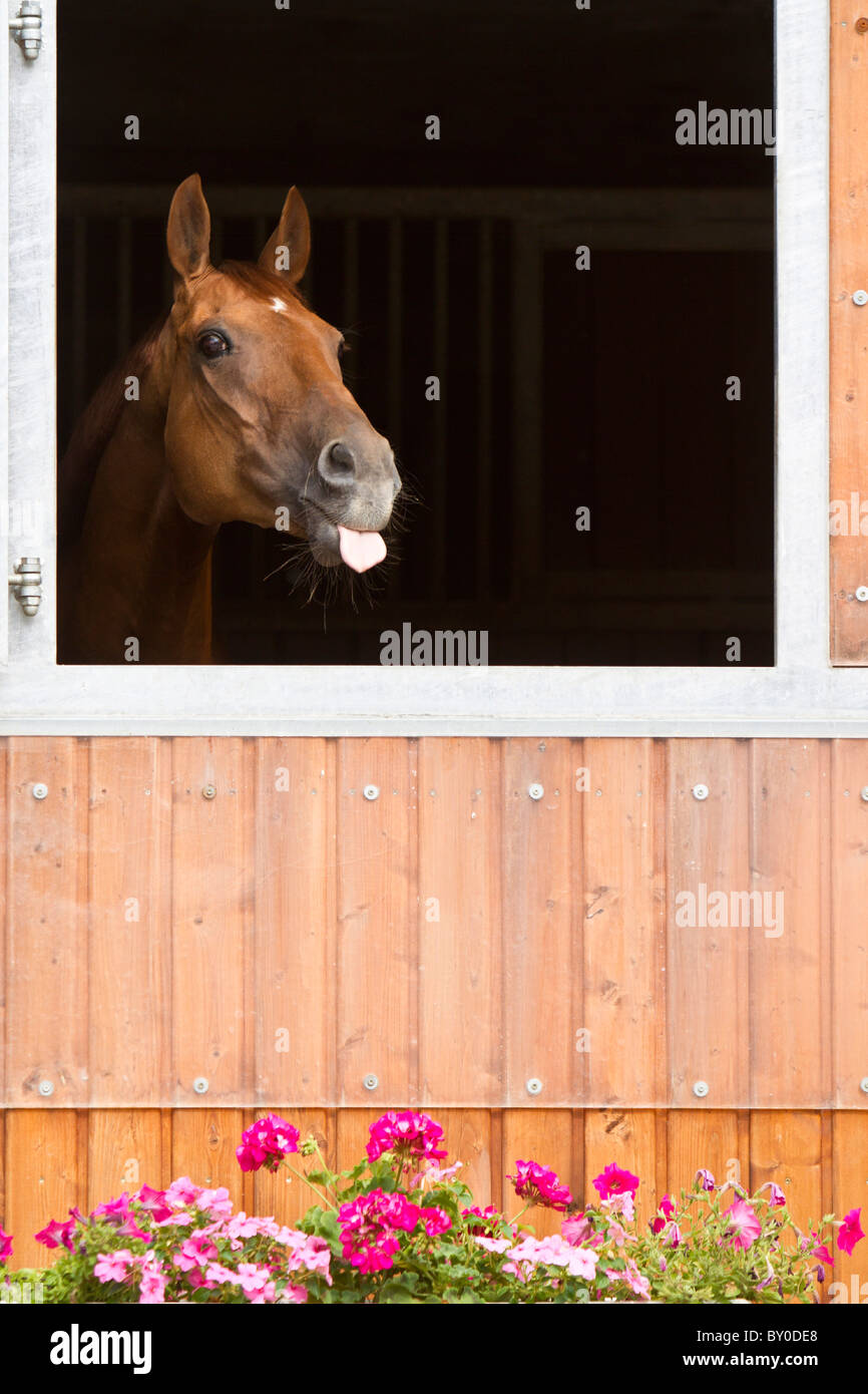 Budyonny cavallo guardando fuori di stabile Foto Stock