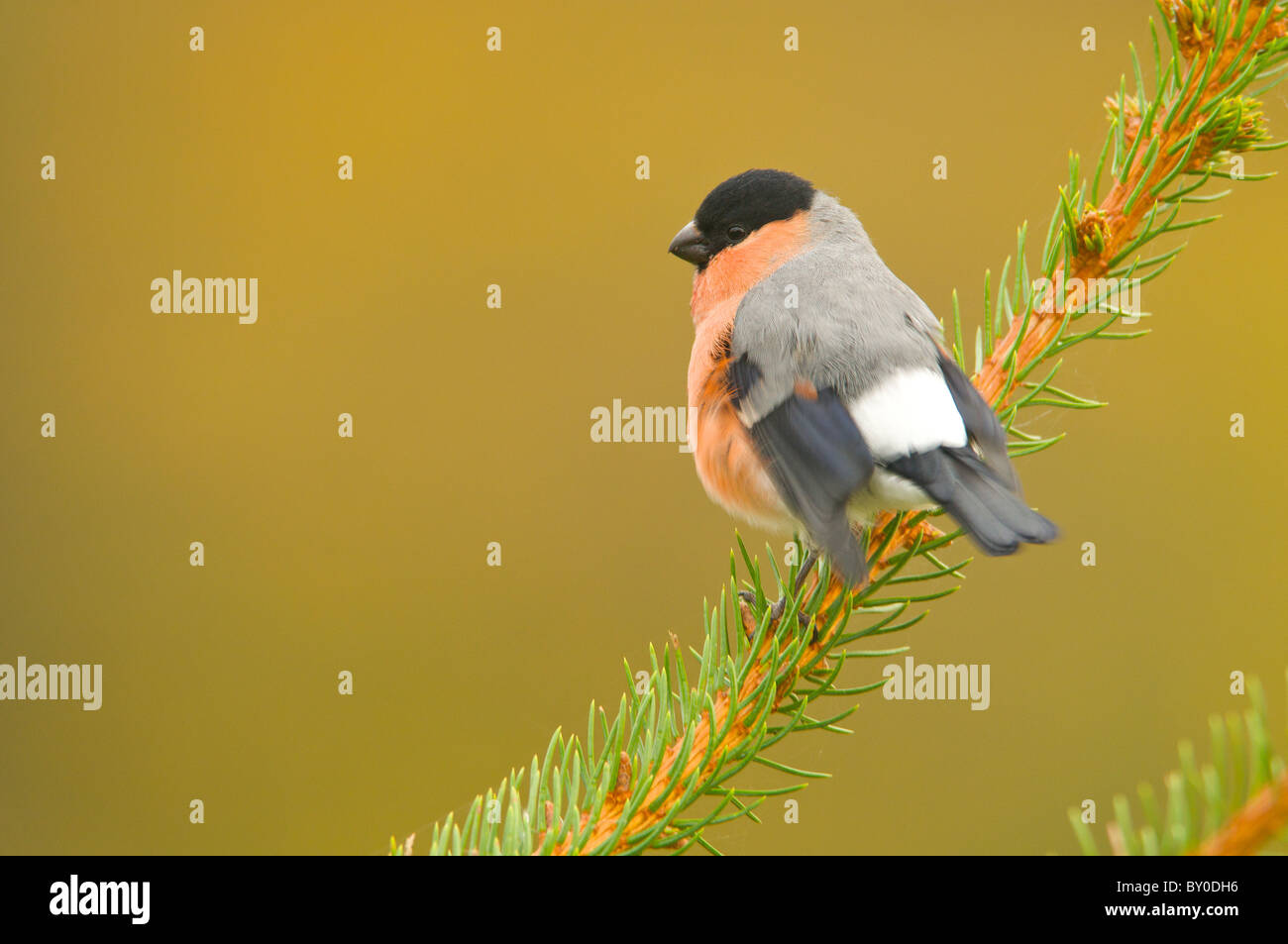 Ciuffolotto maschio Foto Stock