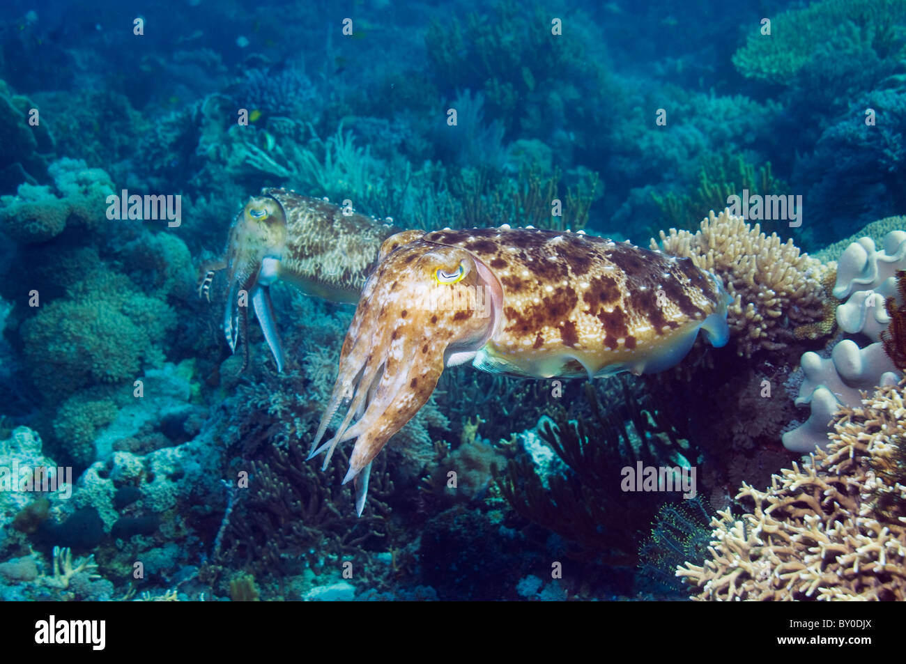 Broadclub Seppie (Sepia latimanus) femmina con un maschio di guardia in background. Komodo, Indonesia. Foto Stock