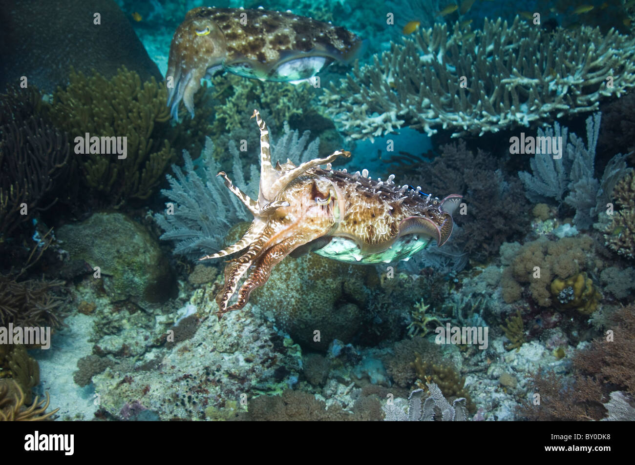 Broadclub Seppie (Sepia latimanus) femmina con un maschio di guardia in background. Komodo, Indonesia. Foto Stock