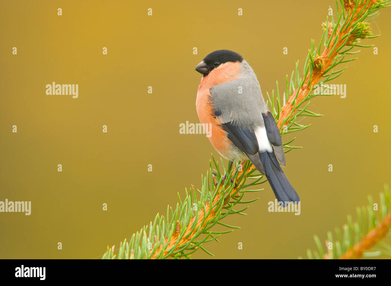 Ciuffolotto maschio Foto Stock