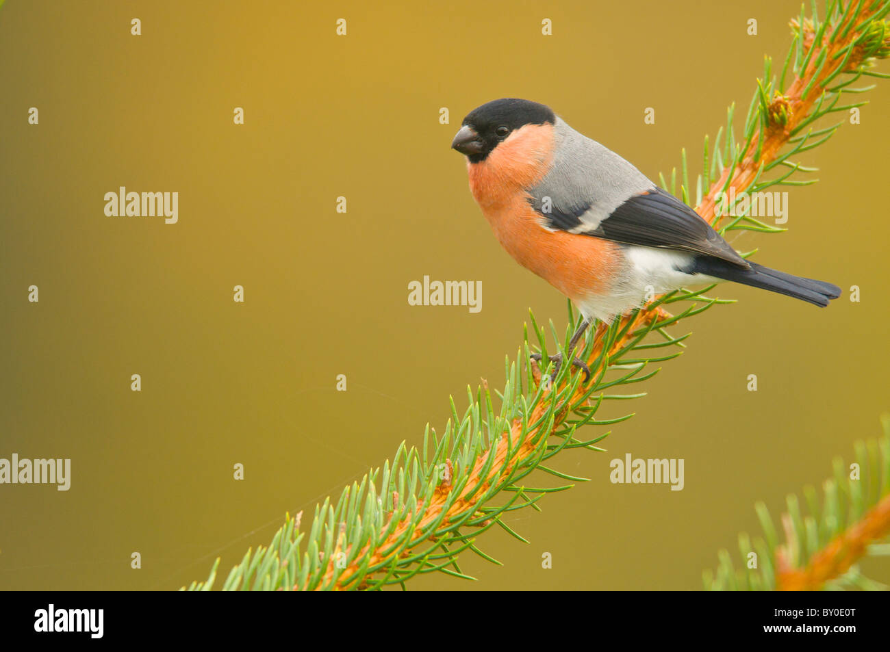 Ciuffolotto maschio Foto Stock