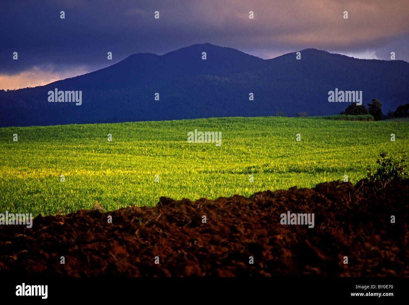 La canna da zucchero, piantagione di canna da zucchero, città di Sainte-Rose, Sainte-Rose, Basse-Terre, Basse-Terre Isola, Guadalupa, French West Indies, Francia Foto Stock