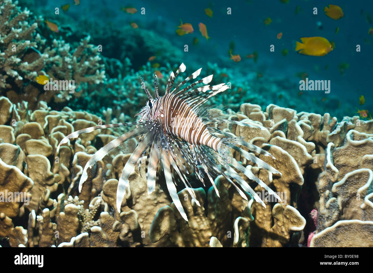 Leone (pterois volitans) nuoto su corallo blu (Heliopora coerulea). Foto Stock